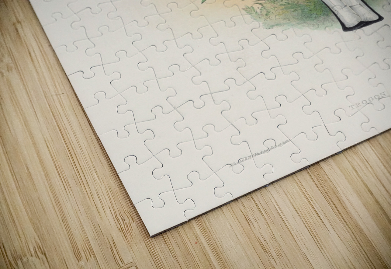 John Gould trogons 017 IStockHistory com Puzzle