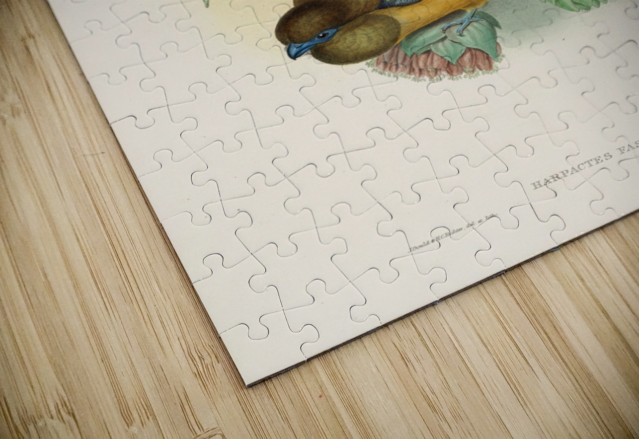 John Gould trogons 035 IStockHistory com Puzzle