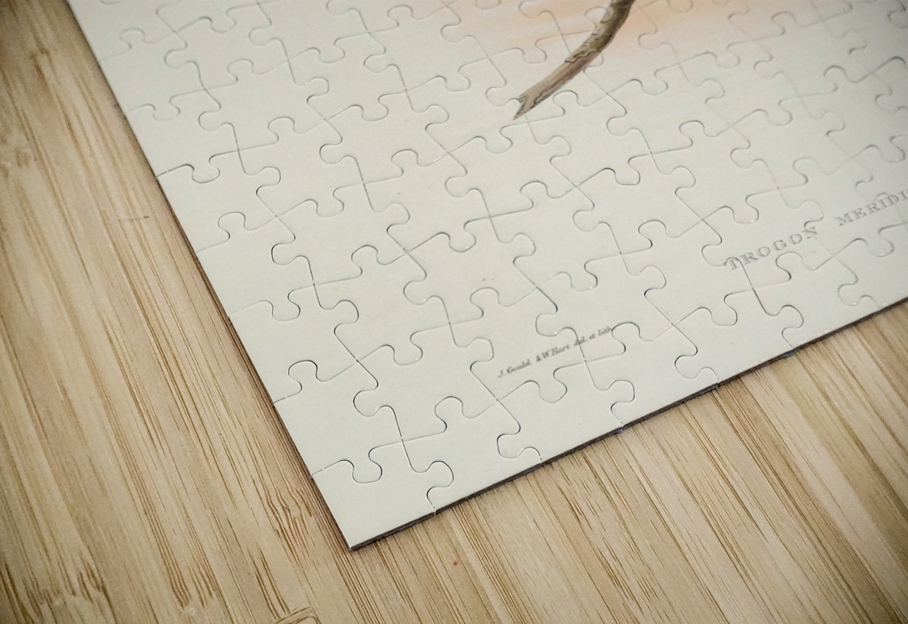 John Gould trogons 046 IStockHistory com Puzzle