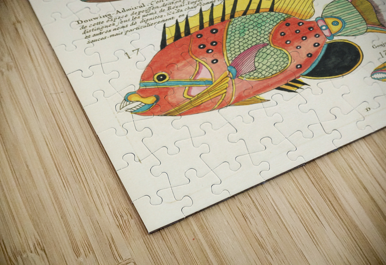 Colourful and surreal illustrations of fishes found in Moluccas Indonesia and the East Indies by Louis Renard 1678 -1746 from Histoire naturelle des plus rares curiositez de la mer des Indes 1754. IStockHistory com Puzzle