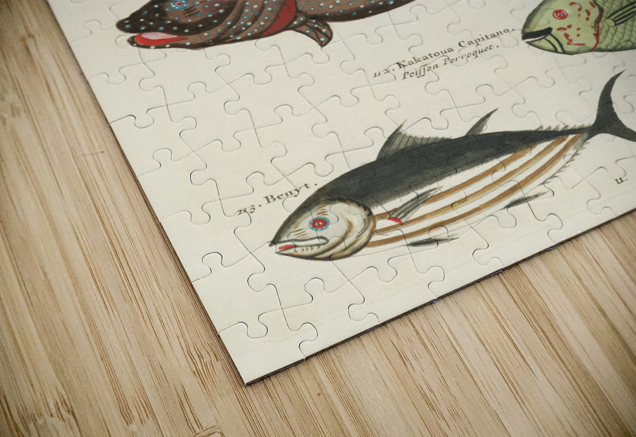 Colourful and surreal illustrations of fishes found in Moluccas Indonesia and the East Indies by Louis Renard 1678 -1746 from Histoire naturelle des plus rares curiositez de la mer des Indes 1754. IStockHistory com Puzzle