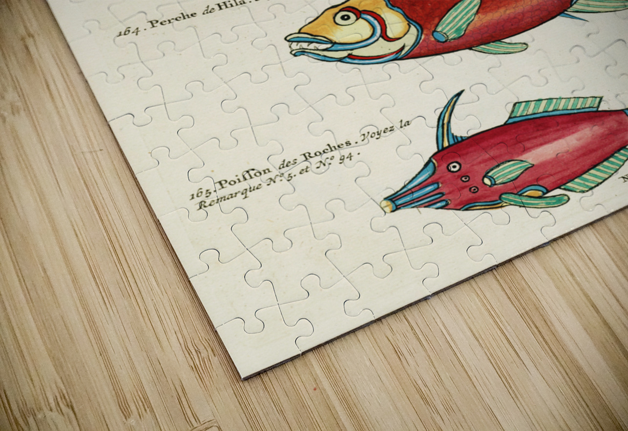 Colourful and surreal illustrations of fishes found in Moluccas Indonesia and the East Indies by Louis Renard 1678 -1746 from Histoire naturelle des plus rares curiositez de la mer des Indes 1754. IStockHistory com Puzzle