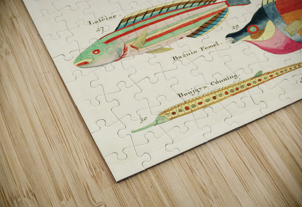 Colourful and surreal illustrations of fishes found in Moluccas Indonesia and the East Indies by Louis Renard 1678 -1746 from Histoire naturelle des plus rares curiositez de la mer des Indes 1754. IStockHistory com Puzzle