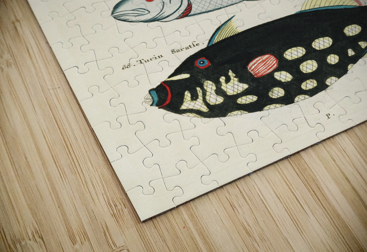 Colourful and surreal illustrations of fishes found in Moluccas Indonesia and the East Indies by Louis Renard 1678 -1746 from Histoire naturelle des plus rares curiositez de la mer des Indes 1754. IStockHistory com Puzzle