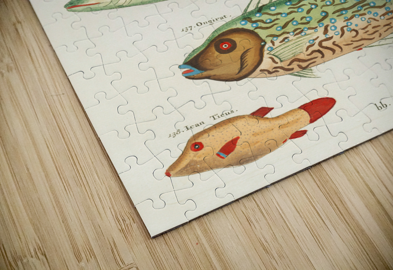Colourful and surreal illustrations of fishes found in Moluccas Indonesia and the East Indies by Louis Renard 1678 -1746 from Histoire naturelle des plus rares curiositez de la mer des Indes 1754. IStockHistory com Puzzle