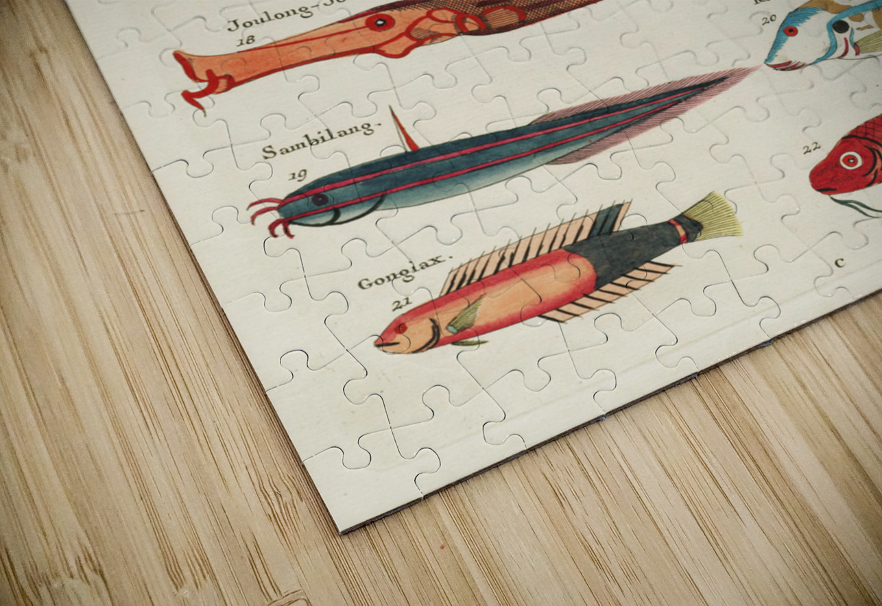 Colourful and surreal illustrations of fishes found in Moluccas Indonesia and the East Indies by Louis Renard 1678 -1746 from Histoire naturelle des plus rares curiositez de la mer des Indes 1754. IStockHistory com Puzzle