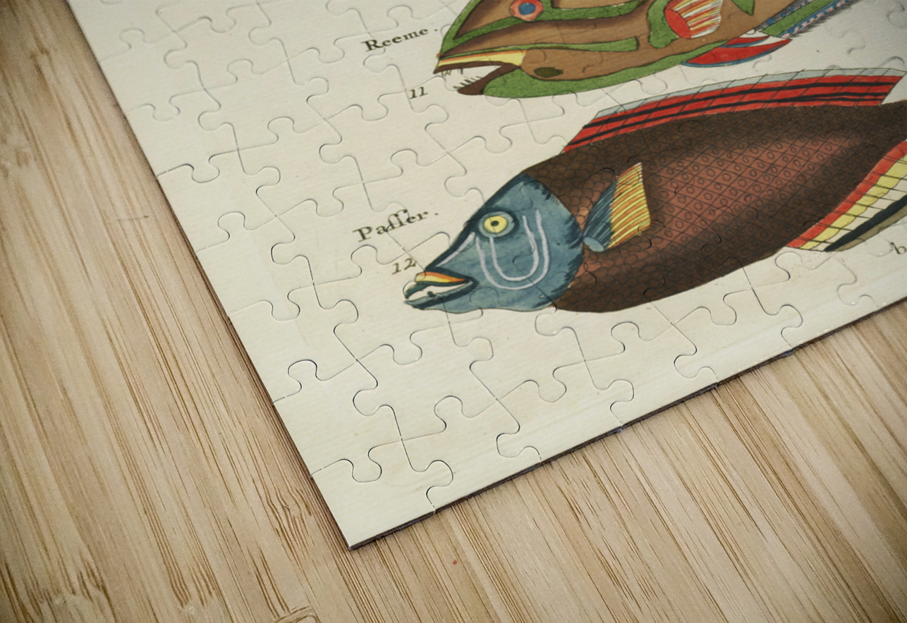 Colourful and surreal illustrations of fishes found in Moluccas Indonesia and the East Indies by Louis Renard 1678 -1746 from Histoire naturelle des plus rares curiositez de la mer des Indes 1754. IStockHistory com Puzzle