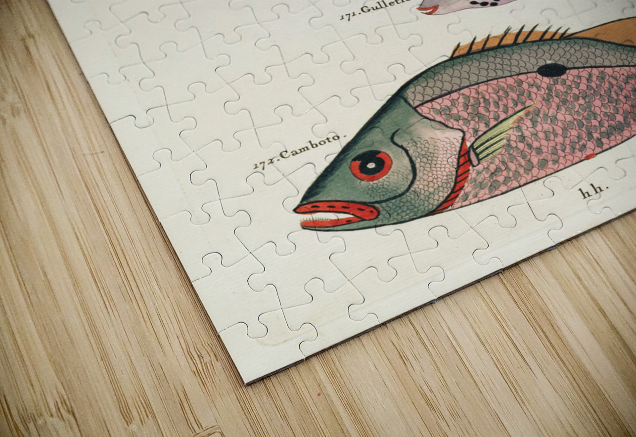 Colourful and surreal illustrations of fishes found in Moluccas Indonesia and the East Indies by Louis Renard 1678 -1746 from Histoire naturelle des plus rares curiositez de la mer des Indes 1754. IStockHistory com Puzzle
