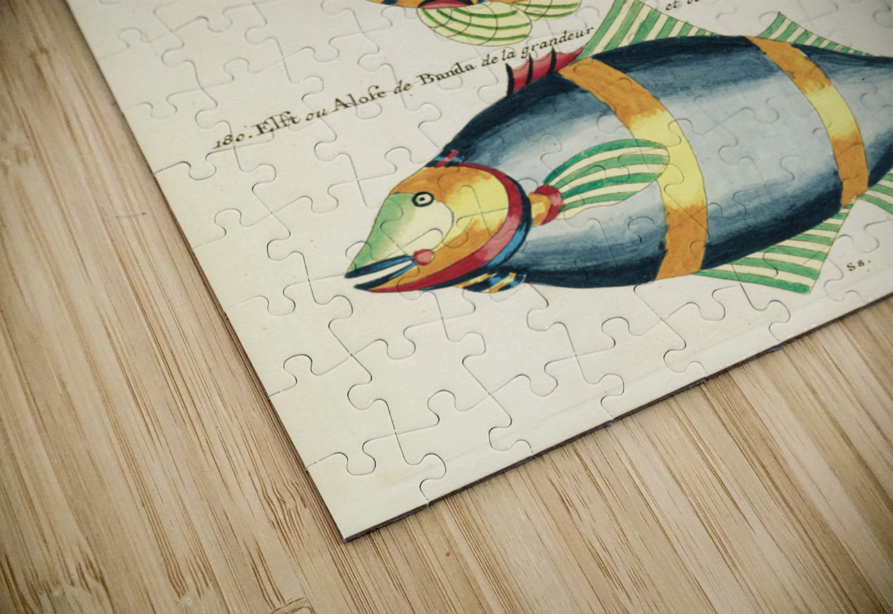 Colourful and surreal illustrations of fishes found in Moluccas Indonesia and the East Indies by Louis Renard 1678 -1746 from Histoire naturelle des plus rares curiositez de la mer des Indes 1754. IStockHistory com Puzzle