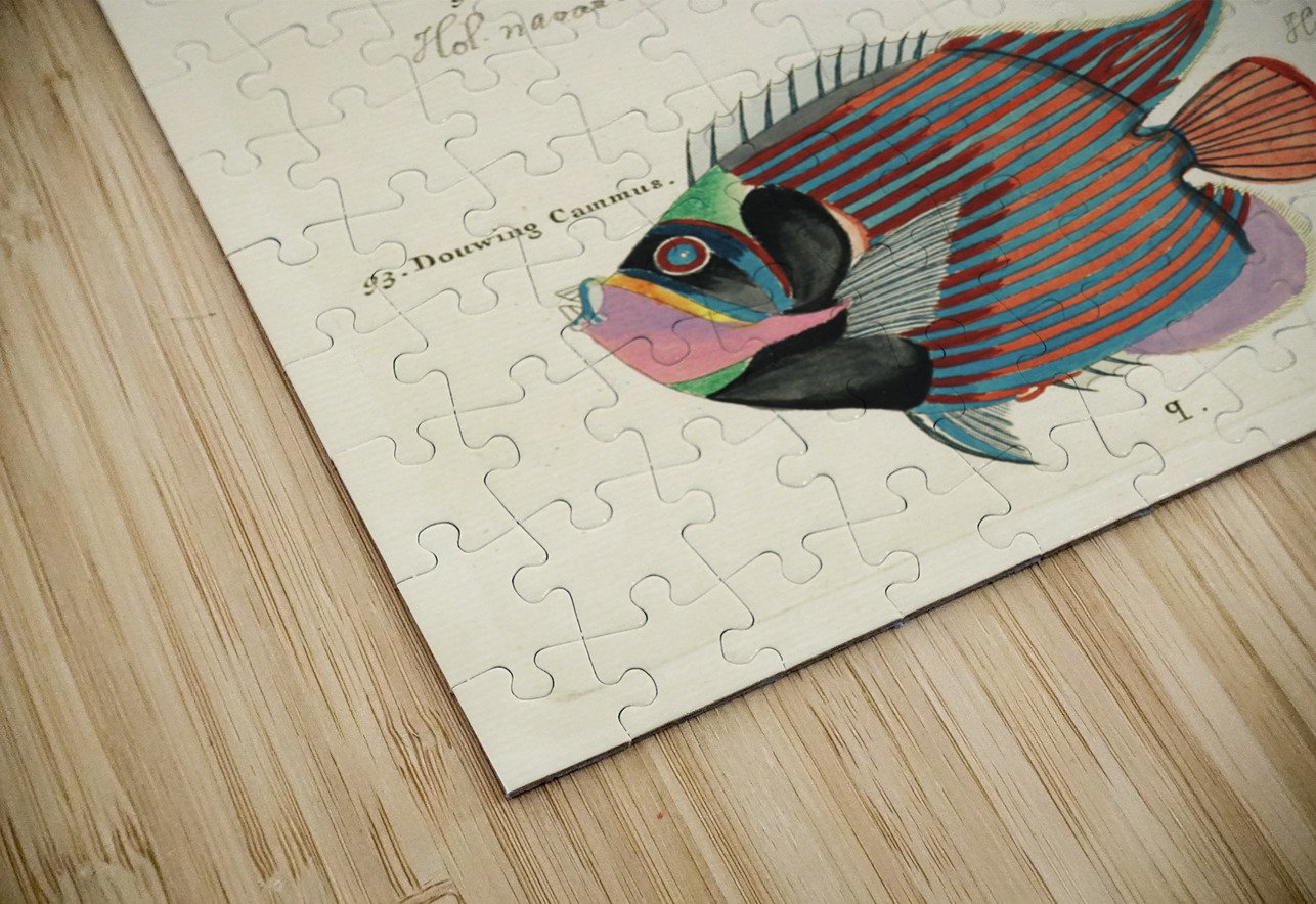 Colourful and surreal illustrations of fishes found in Moluccas Indonesia and the East Indies by Louis Renard 1678 -1746 from Histoire naturelle des plus rares curiositez de la mer des Indes 1754. IStockHistory com Puzzle