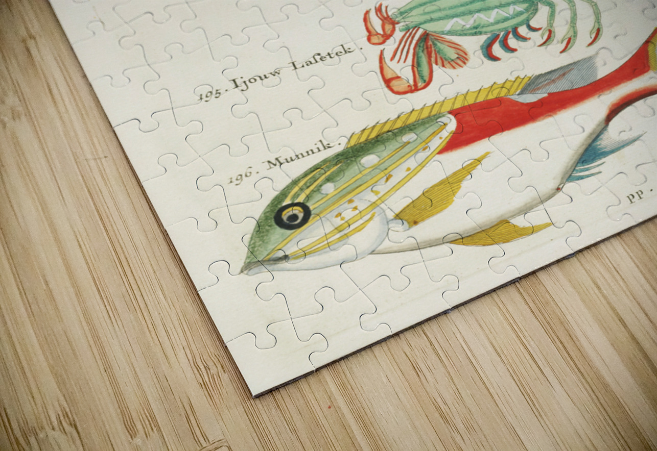 Colourful and surreal illustrations of fishes found in Moluccas Indonesia and the East Indies by Louis Renard 1678 -1746 from Histoire naturelle des plus rares curiositez de la mer des Indes 1754. IStockHistory com Puzzle