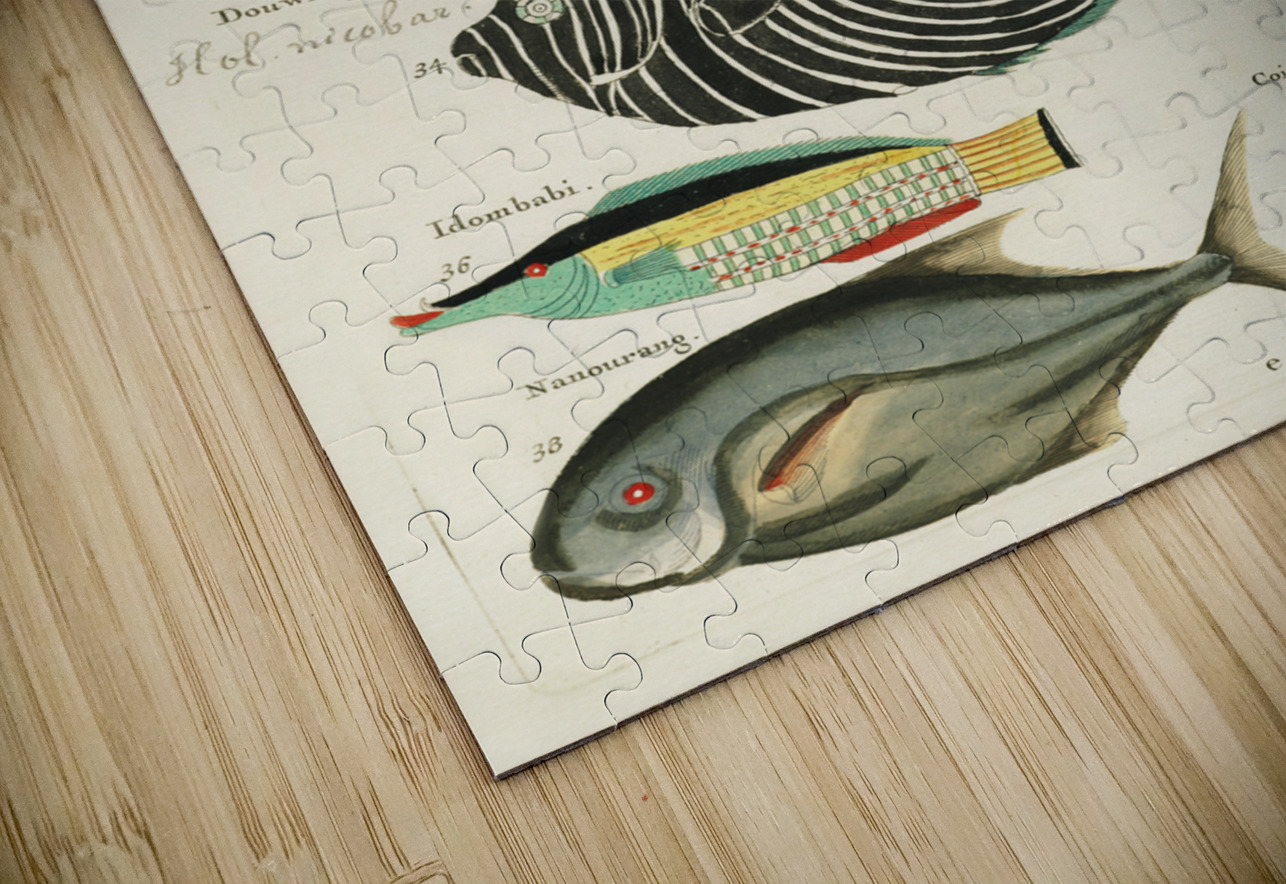 Colourful and surreal illustrations of fishes found in Moluccas Indonesia and the East Indies by Louis Renard 1678 -1746 from Histoire naturelle des plus rares curiositez de la mer des Indes 1754. IStockHistory com Puzzle