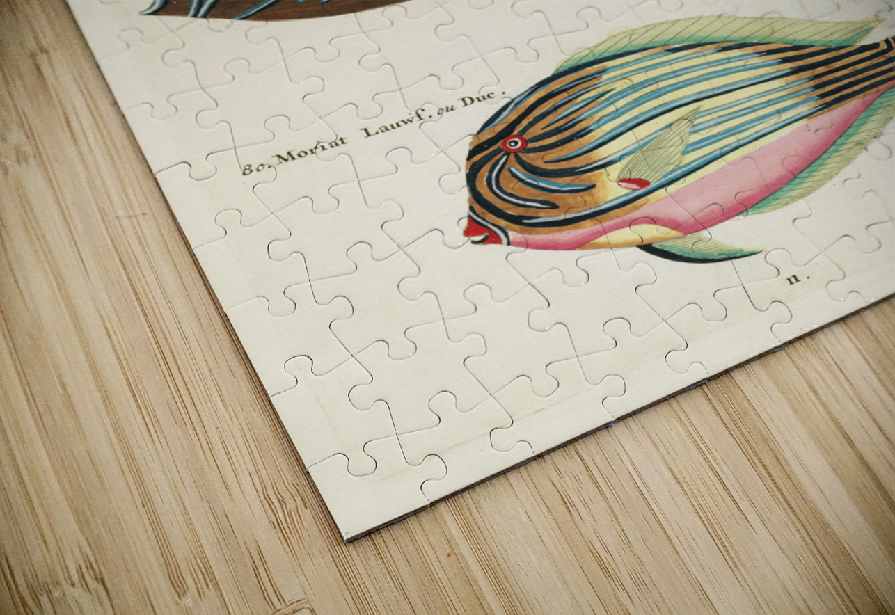 Colourful and surreal illustrations of fishes found in Moluccas Indonesia and the East Indies by Louis Renard 1678 -1746 from Histoire naturelle des plus rares curiositez de la mer des Indes 1754. IStockHistory com Puzzle