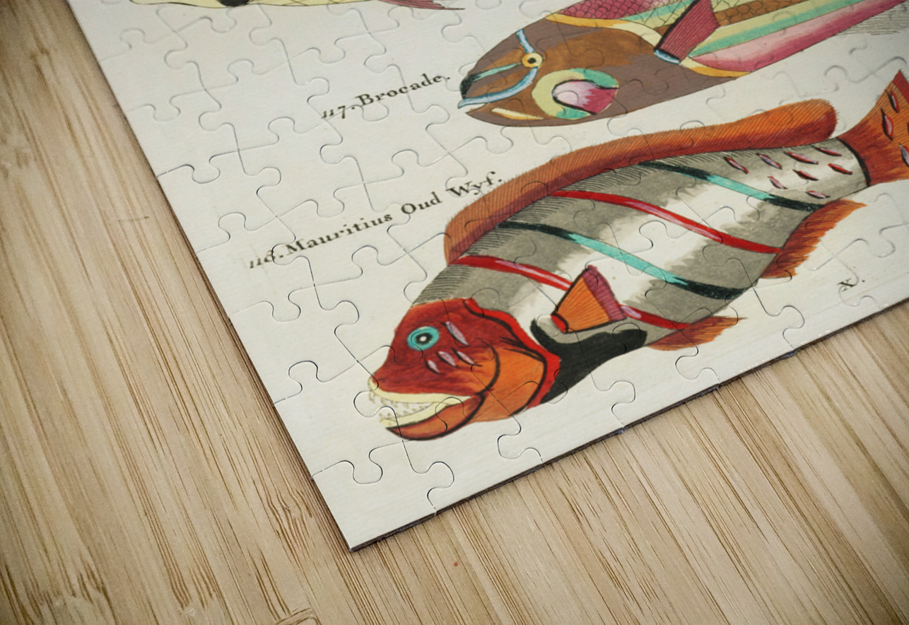 Colourful and surreal illustrations of fishes found in Moluccas Indonesia and the East Indies by Louis Renard 1678 -1746 from Histoire naturelle des plus rares curiositez de la mer des Indes 1754. IStockHistory com Puzzle