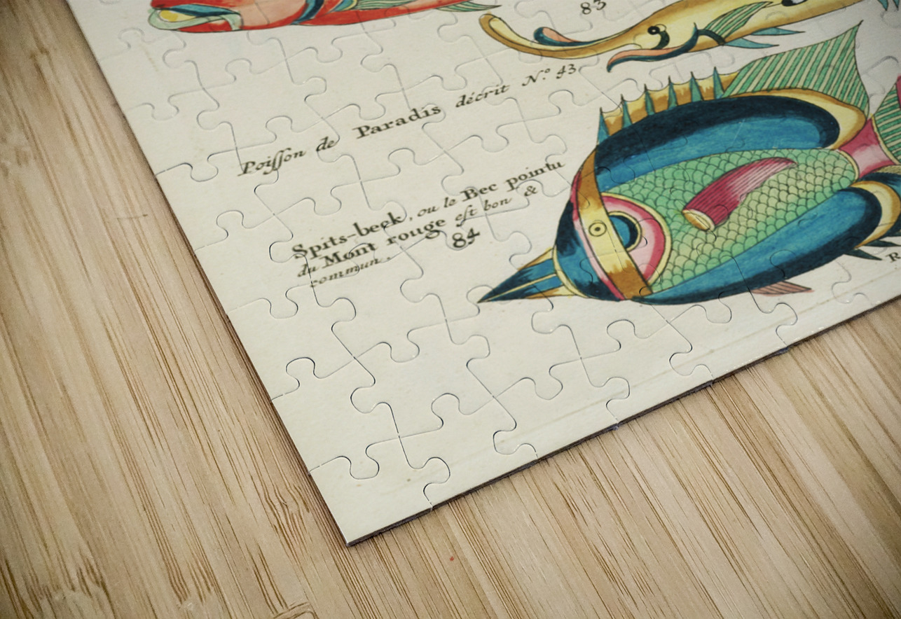 Colourful and surreal illustrations of fishes found in Moluccas Indonesia and the East Indies by Louis Renard 1678 -1746 from Histoire naturelle des plus rares curiositez de la mer des Indes 1754. IStockHistory com Puzzle