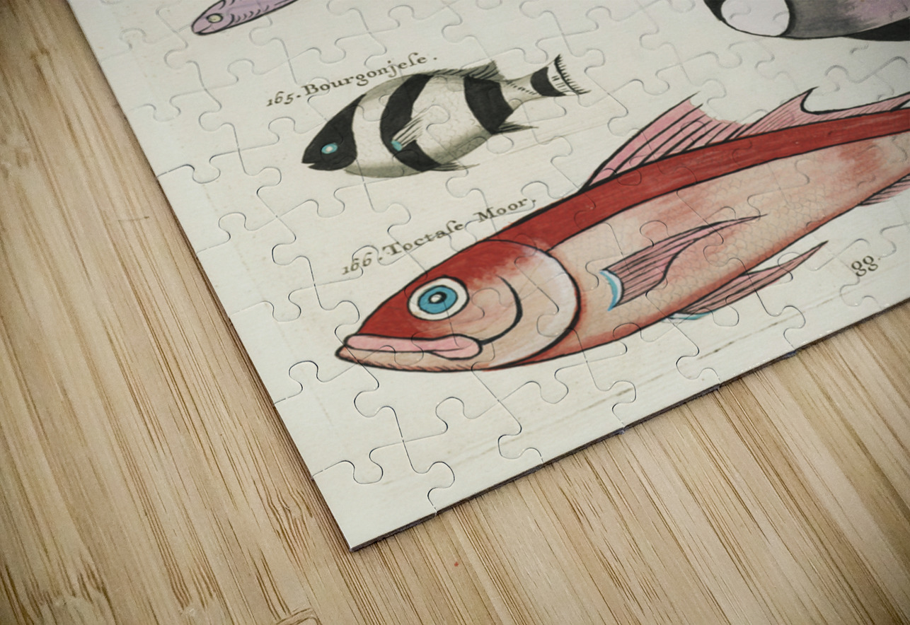 Colourful and surreal illustrations of fishes found in Moluccas Indonesia and the East Indies by Louis Renard 1678 -1746 from Histoire naturelle des plus rares curiositez de la mer des Indes 1754. IStockHistory com Puzzle