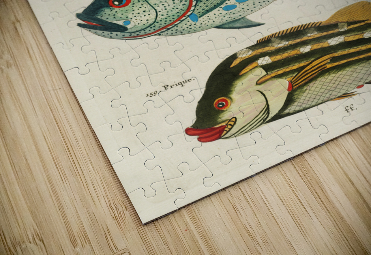 Colourful and surreal illustrations of fishes found in Moluccas Indonesia and the East Indies by Louis Renard 1678 -1746 from Histoire naturelle des plus rares curiositez de la mer des Indes 1754. IStockHistory com Puzzle