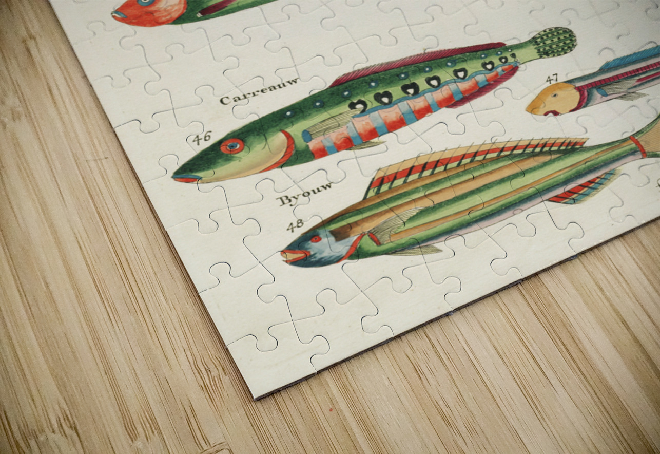 Colourful and surreal illustrations of fishes found in Moluccas Indonesia and the East Indies by Louis Renard 1678 -1746 from Histoire naturelle des plus rares curiositez de la mer des Indes 1754. IStockHistory com Puzzle