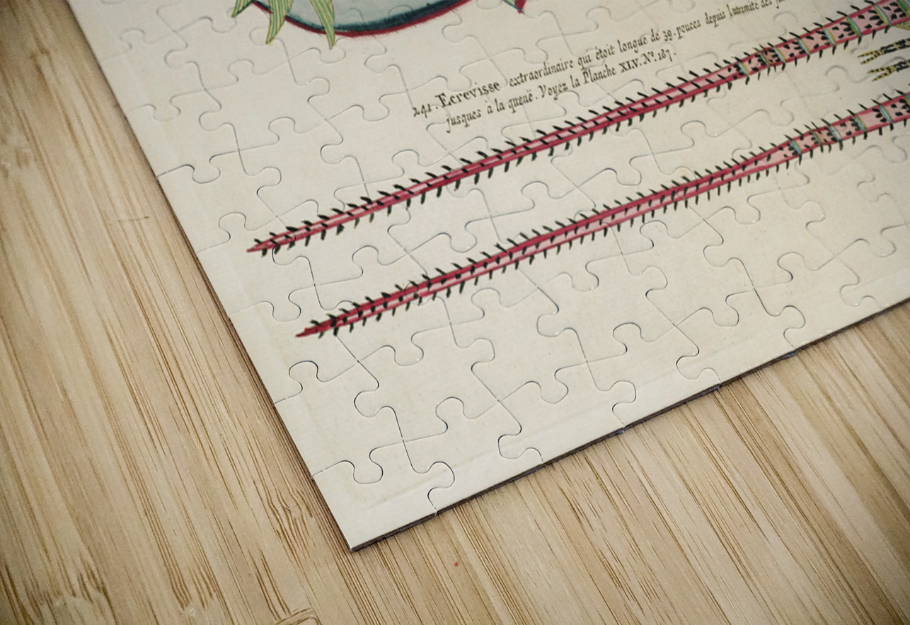 Illustrations of a siren and lobster found in the Moluccas Indonesia and the East Indies by Louis Renard 1678 -1746 from Histoire naturelle des plus rares curiositez de la mer des Indes 1754. IStockHistory com Puzzle