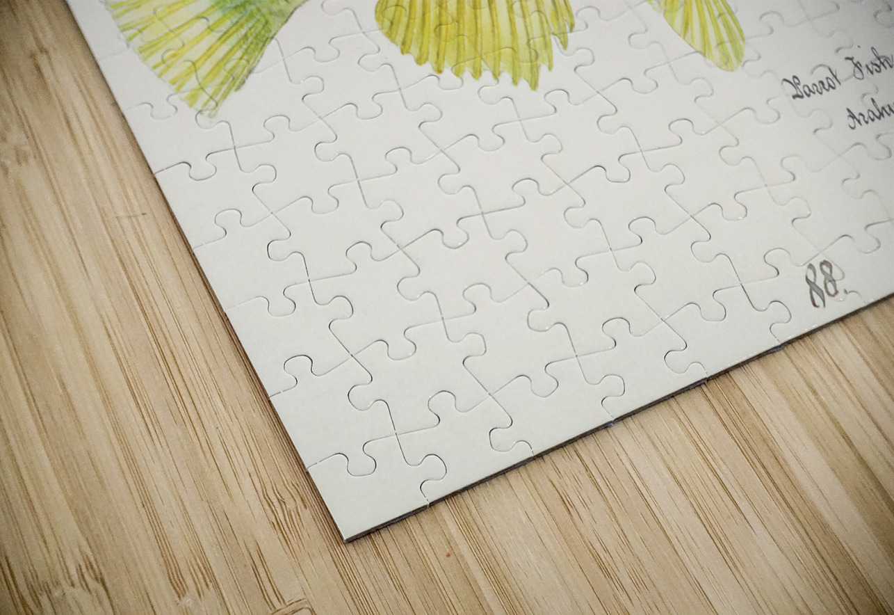 Antique fish Wrasse South Pacific Fishes by Frank Edward Clarke 1849-1899.  IStockHistory com Puzzle