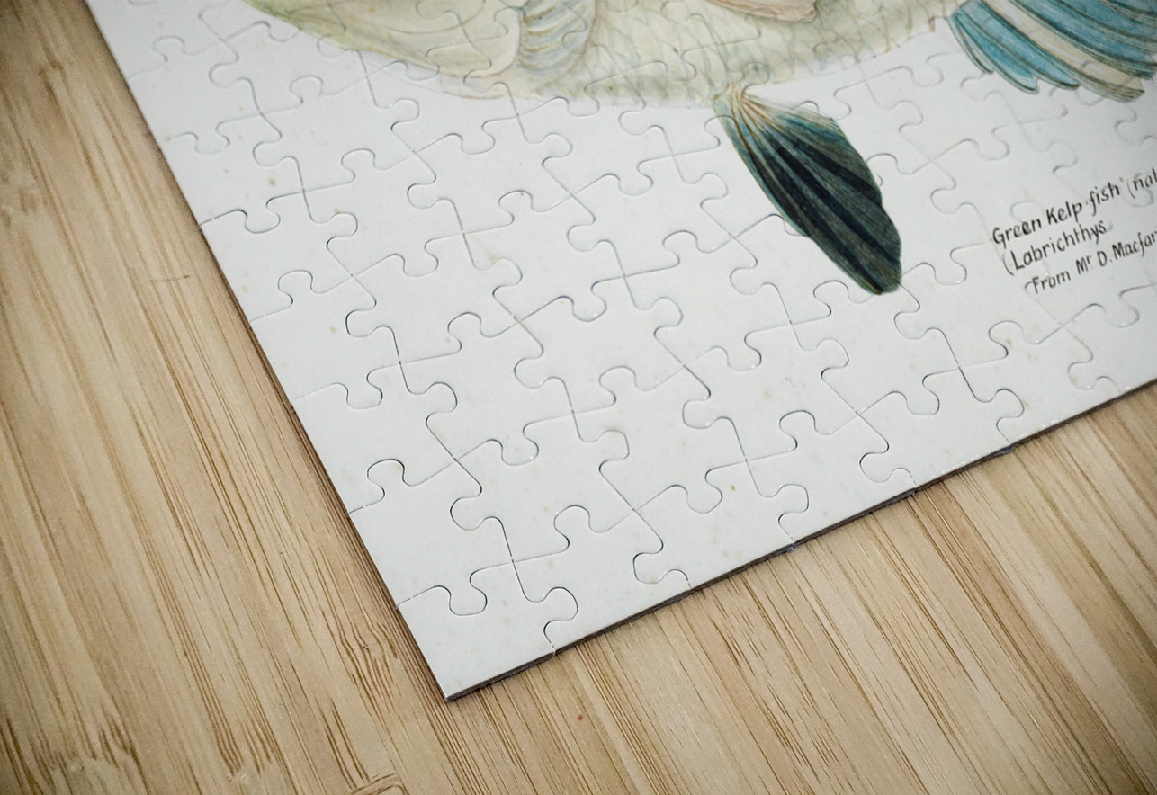 Antique fish Wrasse South Pacific Fishes by Frank Edward Clarke 1849-1899.  IStockHistory com Puzzle