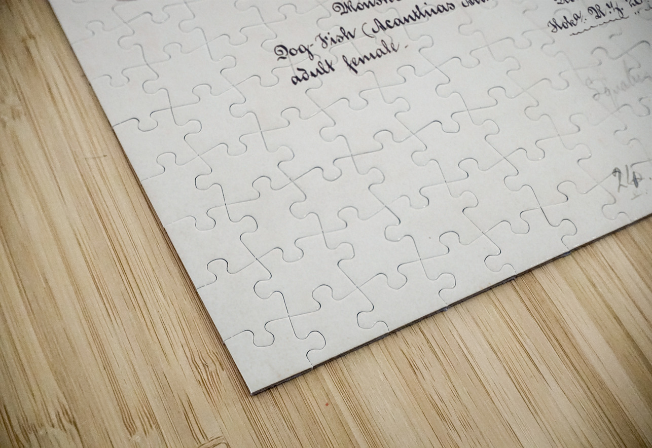 Antique fish Spotted spiny Dogfish South Pacific Fishes by Frank Edward Clarke 1849-1899.  IStockHistory com Puzzle