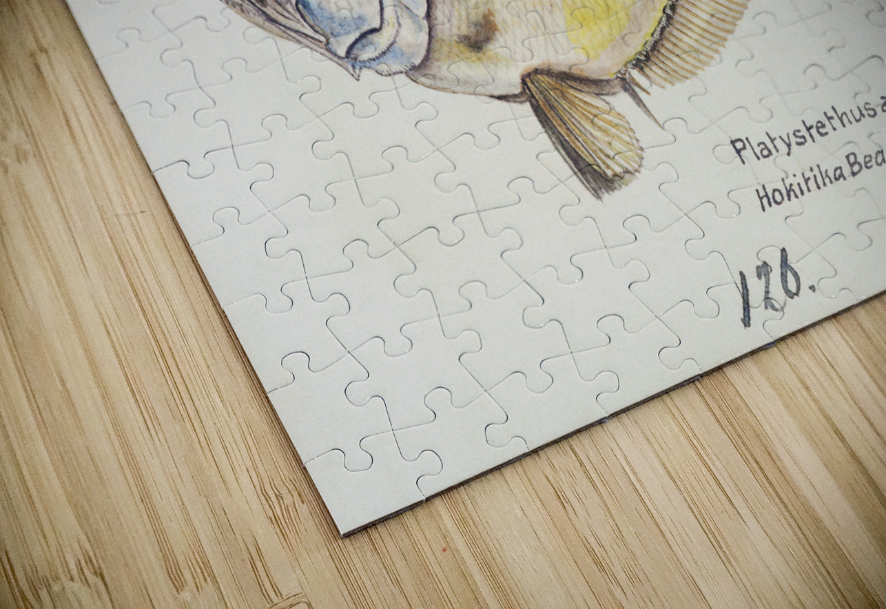 Antique fish Platystethus abbrevatus South Pacific Fishes by Frank Edward Clarke 1849-1899.  IStockHistory com Puzzle