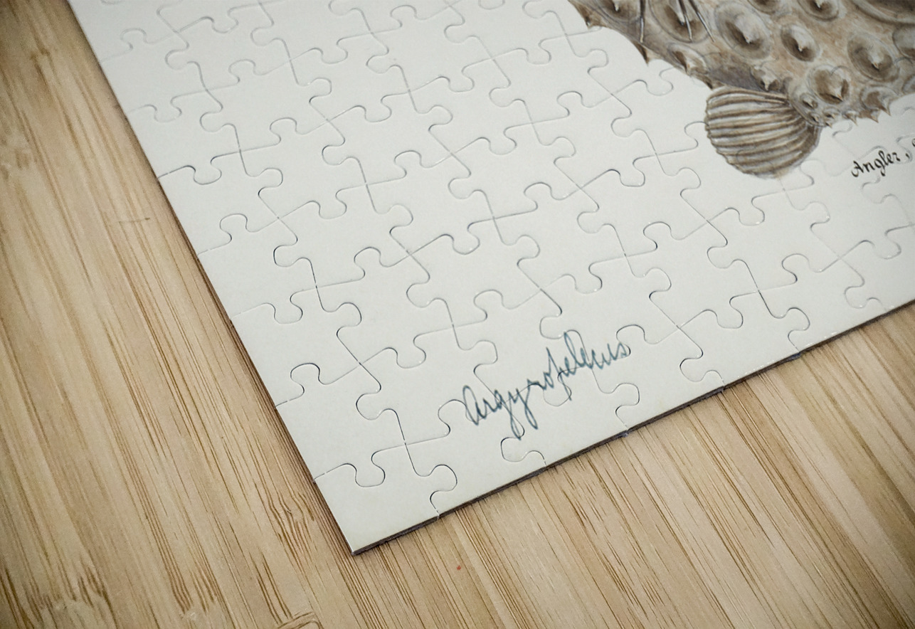 Antique Prickly anglerfish South Pacific Fishes by Frank Edward Clarke 1849-1899.  IStockHistory com Puzzle