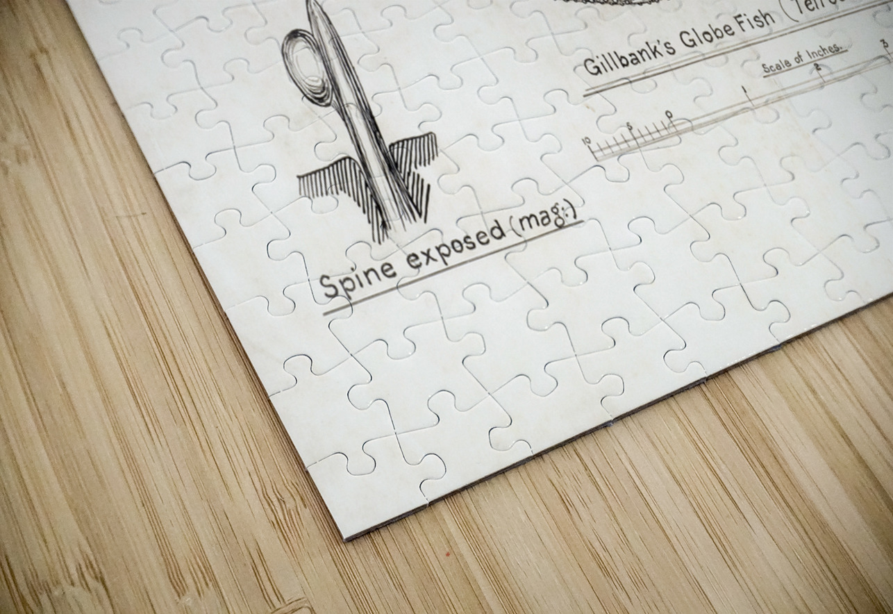 Antique Gillbanks Globe fish South Pacific Fishes by Frank Edward Clarke 1849-1899.  IStockHistory com Puzzle