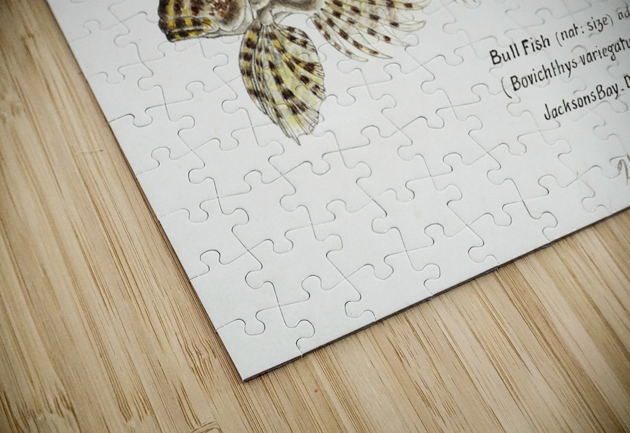 Antique Thornfish South Pacific Fishes by Frank Edward Clarke 1849-1899.  IStockHistory com Puzzle