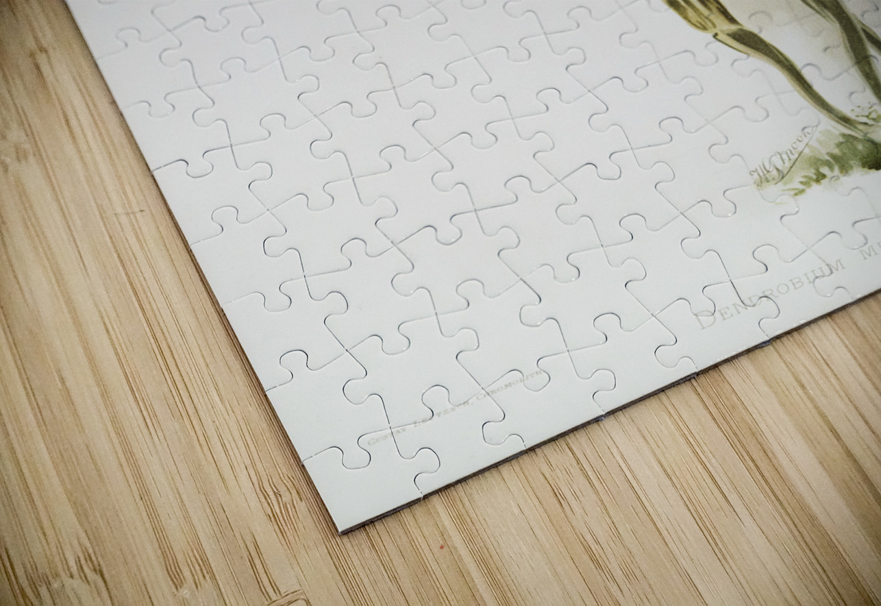 Dendrobium melanodiscus from Reichenbachia Orchids 1888-1894 illustrated by Frederick Sander 1847-1920.  IStockHistory com Puzzle