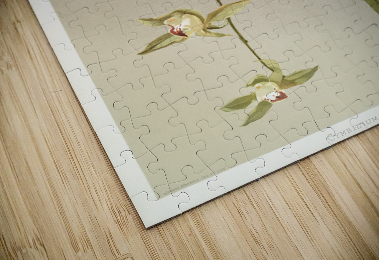 Cymbidium lowianum from Reichenbachia Orchids 1888-1894 illustrated by Frederick Sander 1847-1920.  IStockHistory com Puzzle