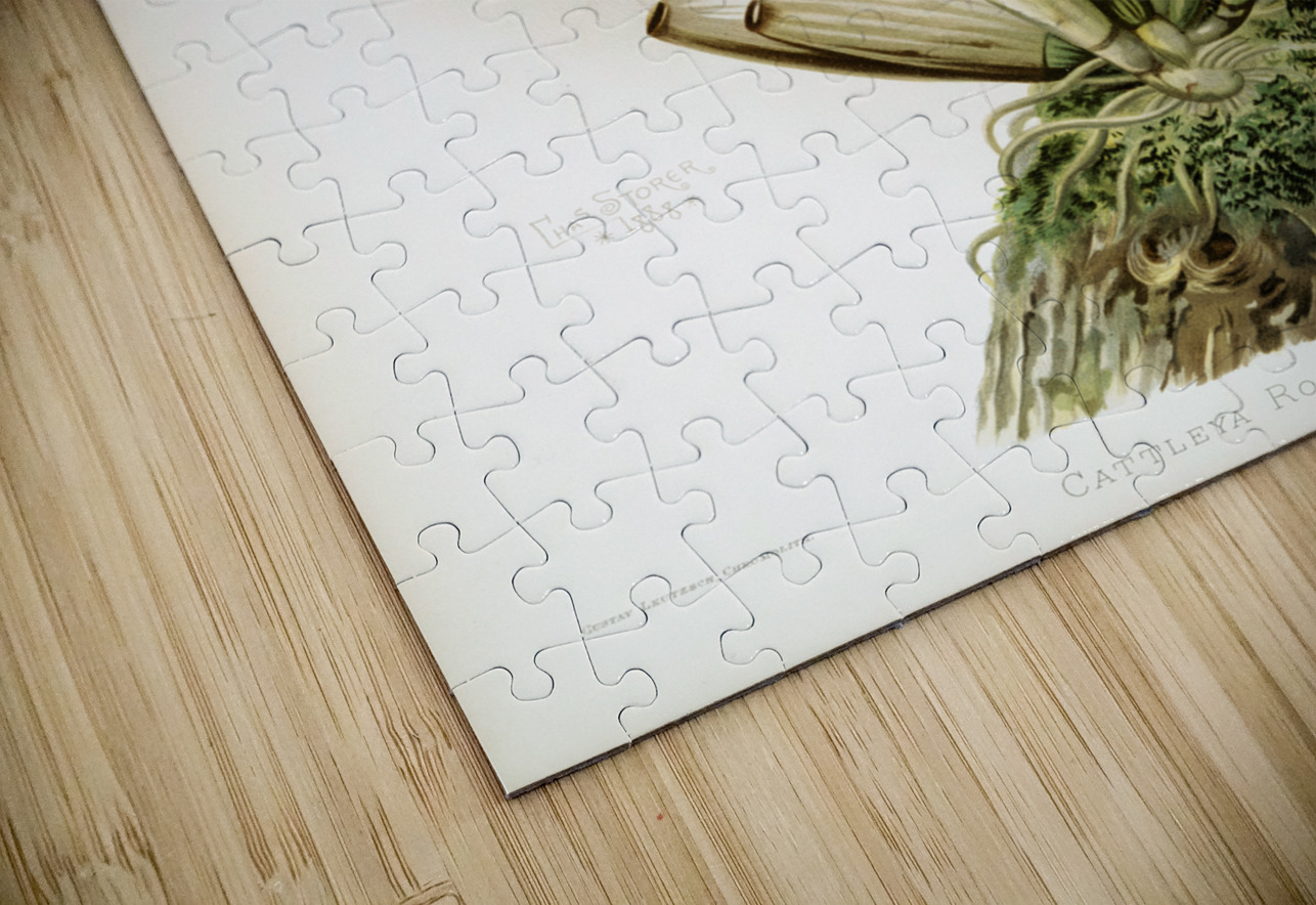 Cattleya labiata from Reichenbachia Orchids 1888-1894 illustrated by Frederick Sander 1847-1920.  IStockHistory com Puzzle