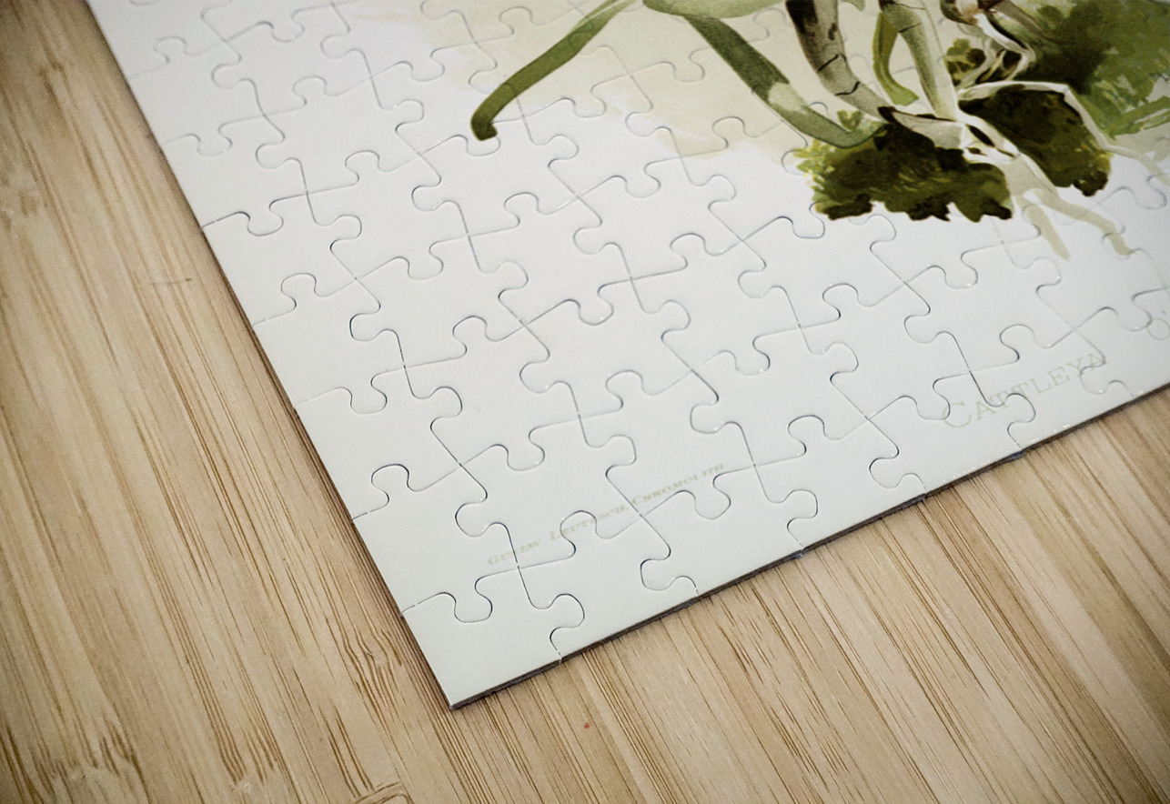 Cattleya brieniana from Reichenbachia Orchids 1888-1894 illustrated by Frederick Sander 1847-1920.  IStockHistory com Puzzle