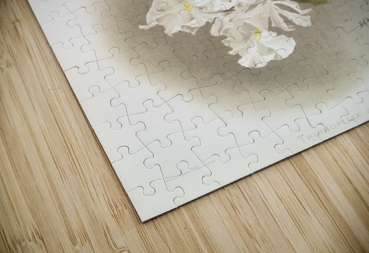 Trischopilia suavis alba from Reichenbachia Orchids 1888-1894 illustrated by Frederick Sander 1847-1920.  IStockHistory com Puzzle