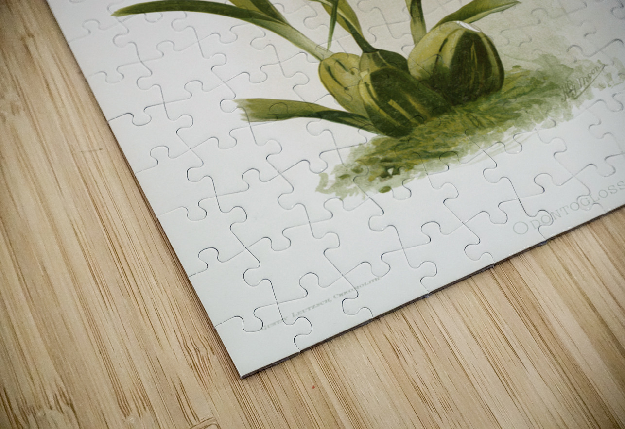 Odontoglossum nævium from Reichenbachia Orchids 1888-1894 illustrated by Frederick Sander 1847-1920.  IStockHistory com Puzzle