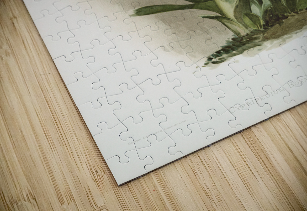 Coelogyne cristata maxima from Reichenbachia Orchids 1888-1894 illustrated by Frederick Sander 1847-1920.  IStockHistory com Puzzle