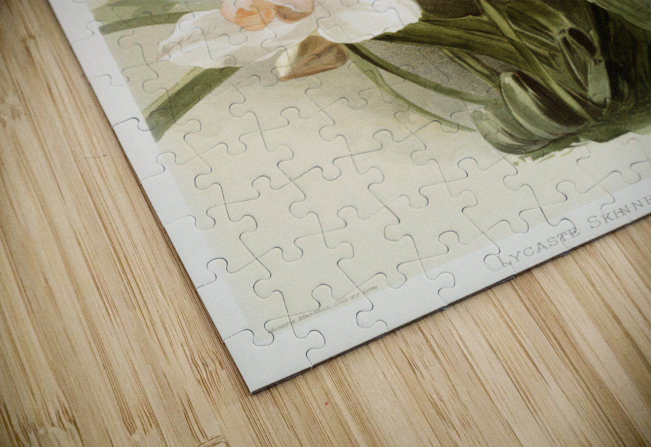 Lycaste skinnerii armeniaca from Reichenbachia Orchids 1888-1894 illustrated by Frederick Sander 1847-1920.  IStockHistory com Puzzle