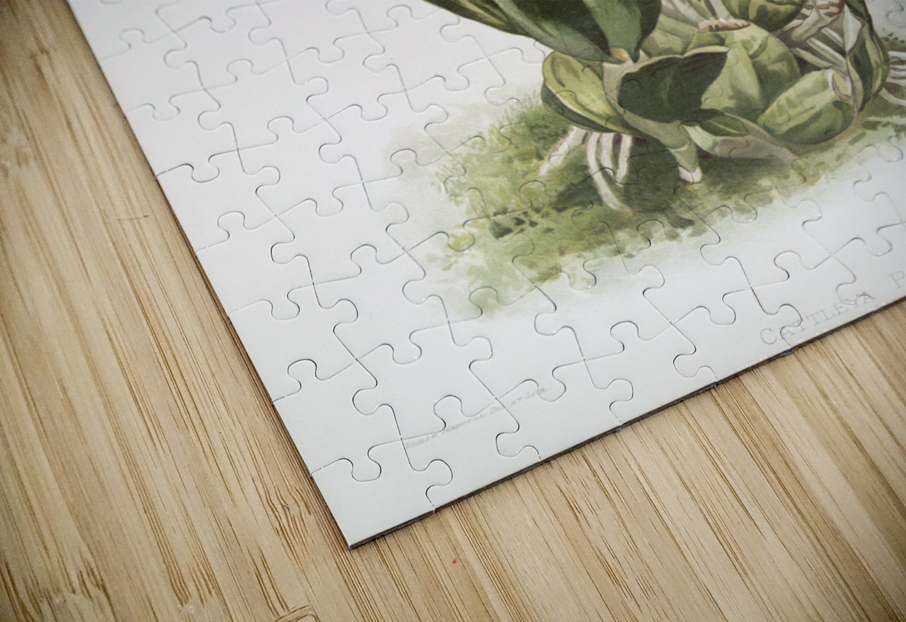 Cattleya Percivaliana from Reichenbachia Orchids 1888-1894 by Frederick Sander 1847-1920.  IStockHistory com Puzzle