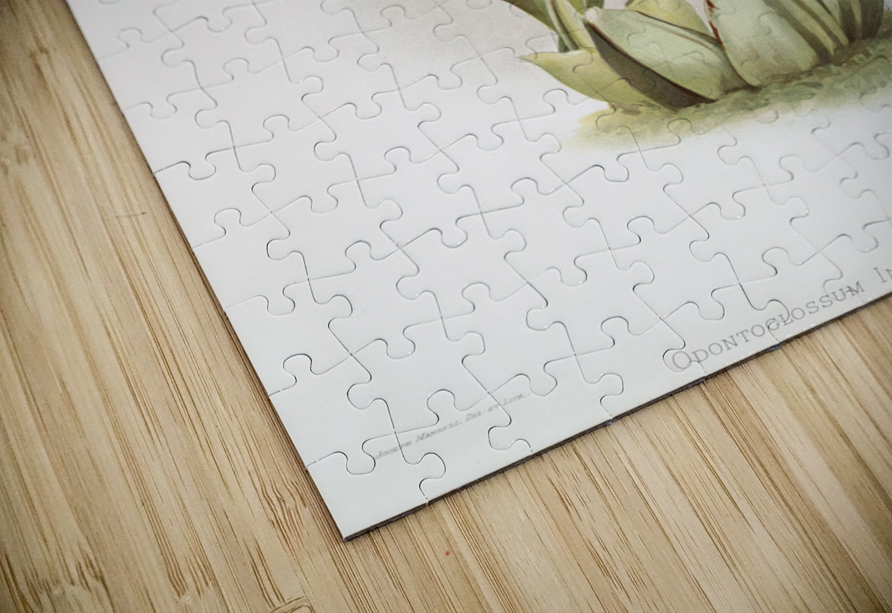 Odontoglossum insleayi splendens from Reichenbachia Orchids 1888-1894 illustrated by Frederick Sander 1847-1920.  IStockHistory com Puzzle