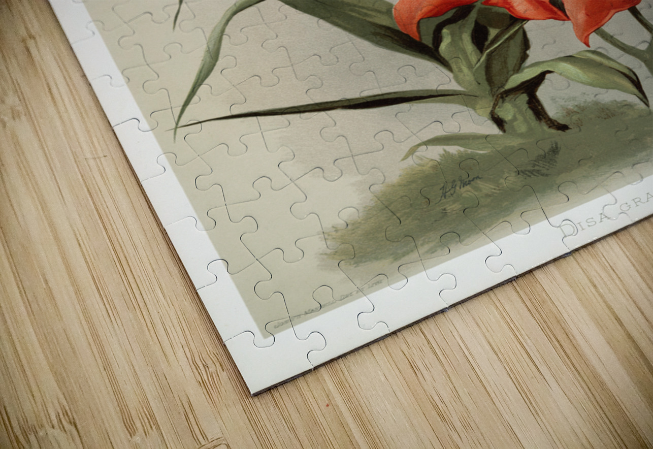 Disa grandiflora from Reichenbachia Orchids 1888-1894 illustrated by Frederick Sander 1847-1920.  IStockHistory com Puzzle