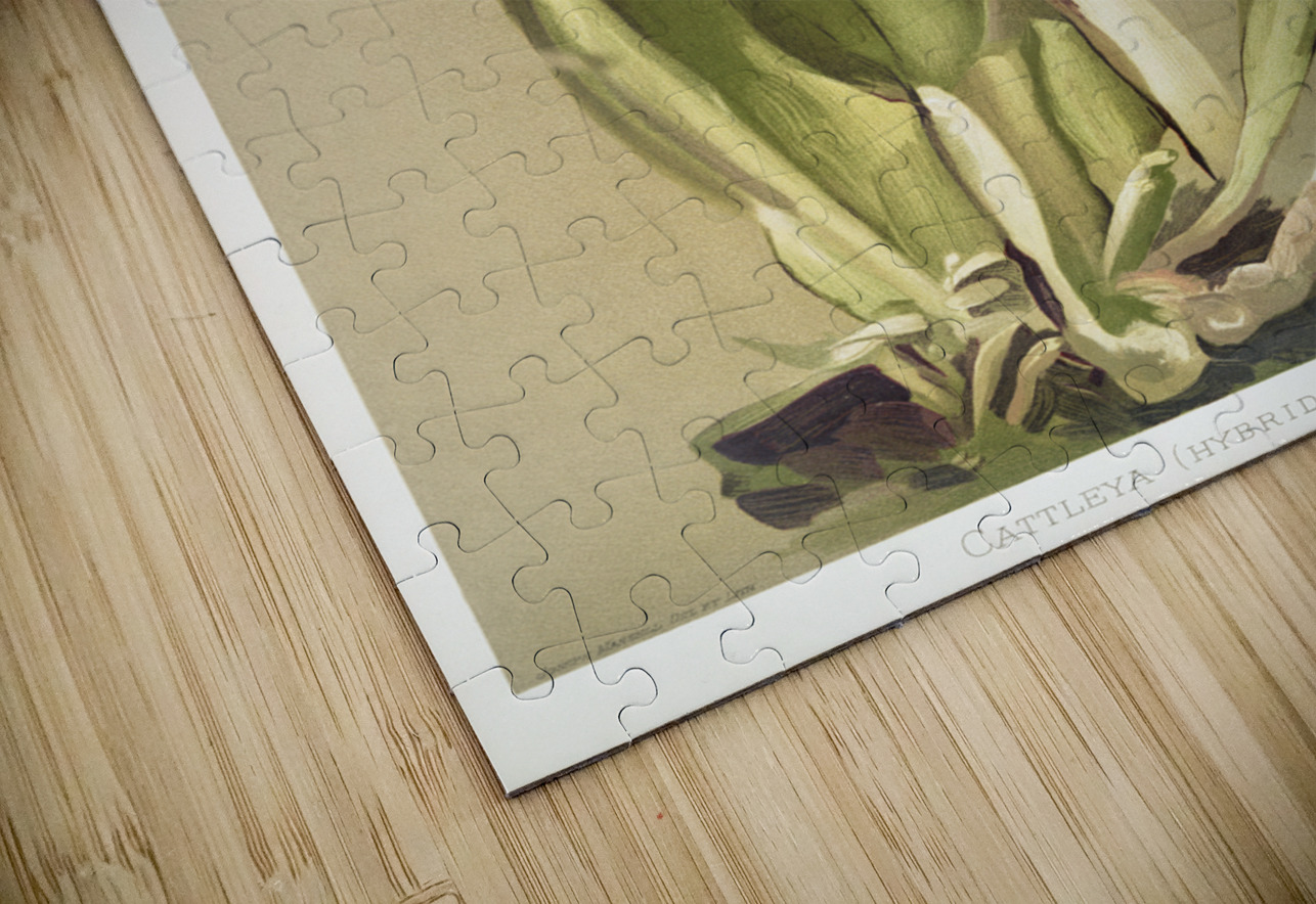 Cattleya hybrida hardyana from Reichenbachia Orchids 1888-1894 illustrated by Frederick Sander 1847-1920.  IStockHistory com Puzzle