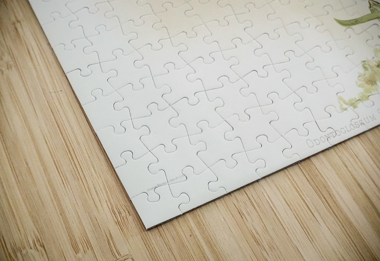 Odontoglossum sanderianum from Reichenbachia Orchids 1888-1894 illustrated by Frederick Sander 1847-1920.  IStockHistory com Puzzle