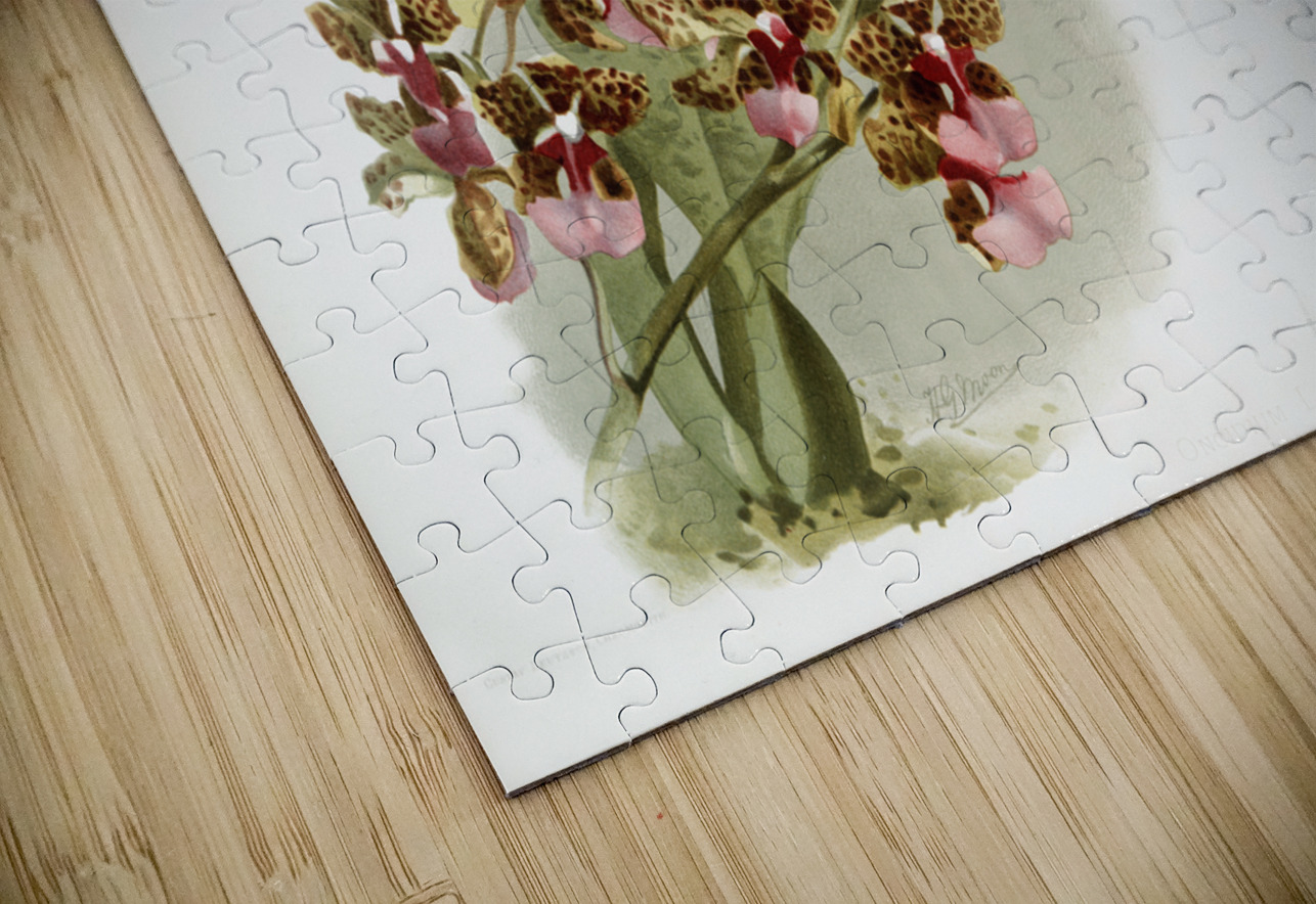 Oncidium lanceanum from Reichenbachia Orchids 1888-1894 illustrated by Frederick Sander 1847-1920.  IStockHistory com Puzzle