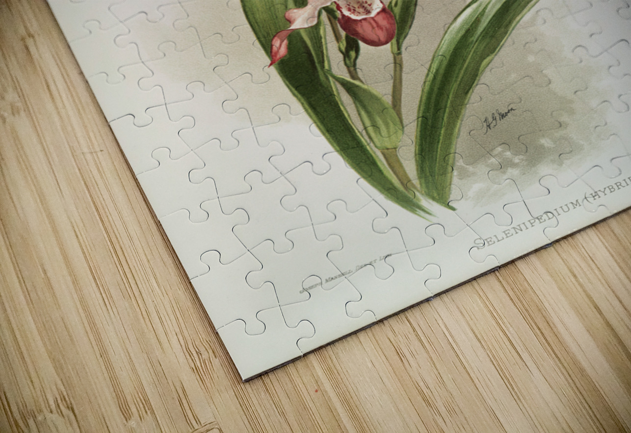 Selenipedium hybridum weidlichianum from Reichenbachia Orchids 1888-1894 illustrated by Frederick Sander 1847-1920.  IStockHistory com Puzzle