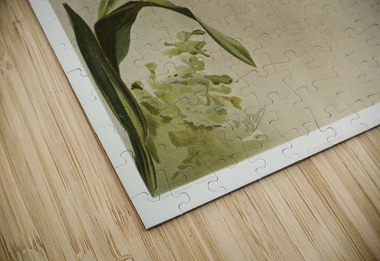 Odontoglossum crispum mundyanum from Reichenbachia Orchids 1888-1894 illustrated by Frederick Sander 1847-1920.  IStockHistory com Puzzle