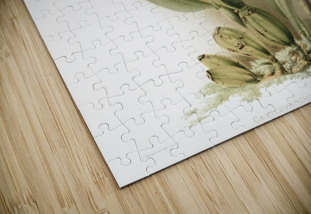 Cattleya dowiana aurea from Reichenbachia Orchids 1888-1894 by Frederick Sander 1847-1920.  IStockHistory com Puzzle