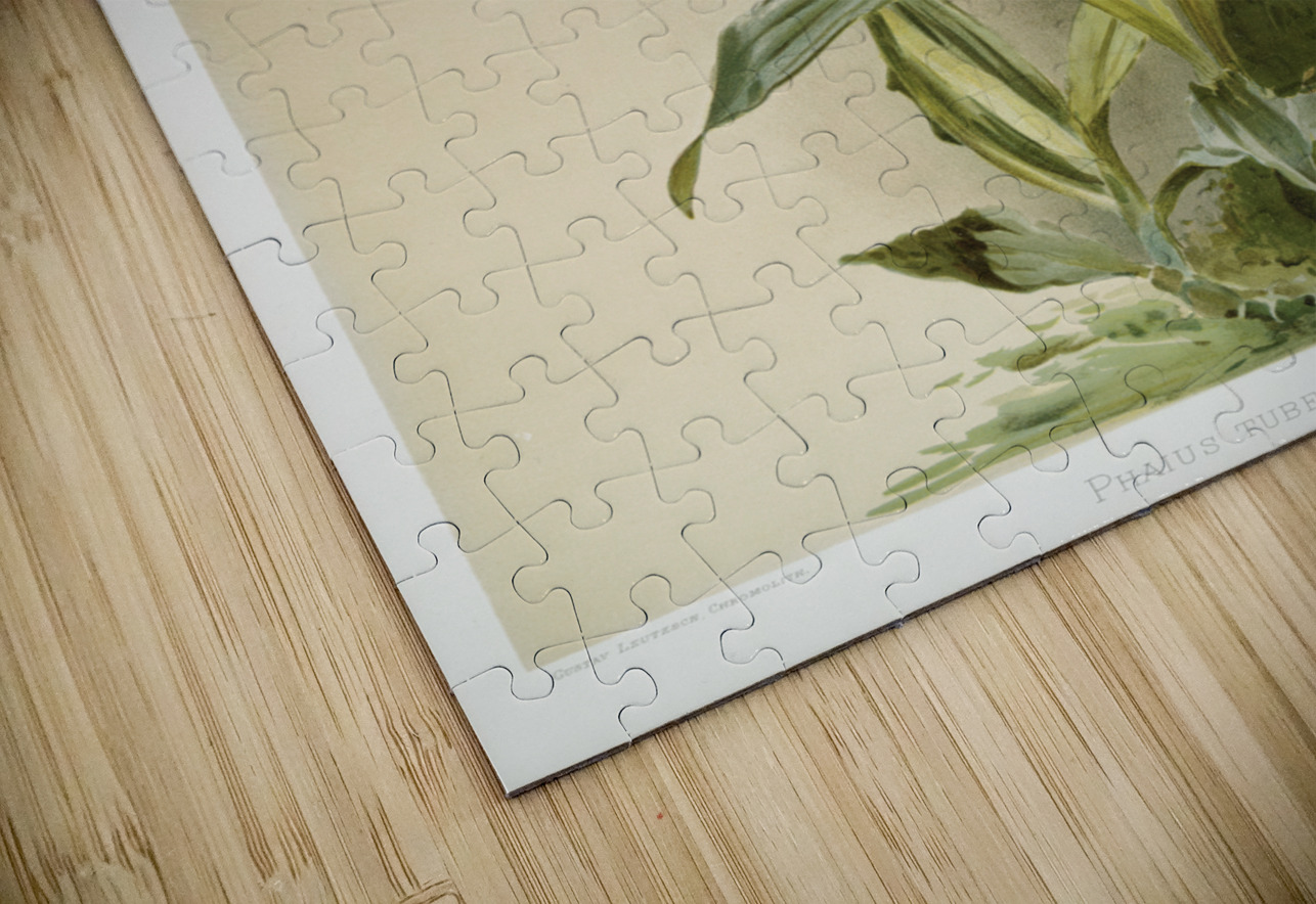 Phaius tuberculosus from Reichenbachia Orchids 1888-1894 illustrated by Frederick Sander 1847-1920.  IStockHistory com Puzzle