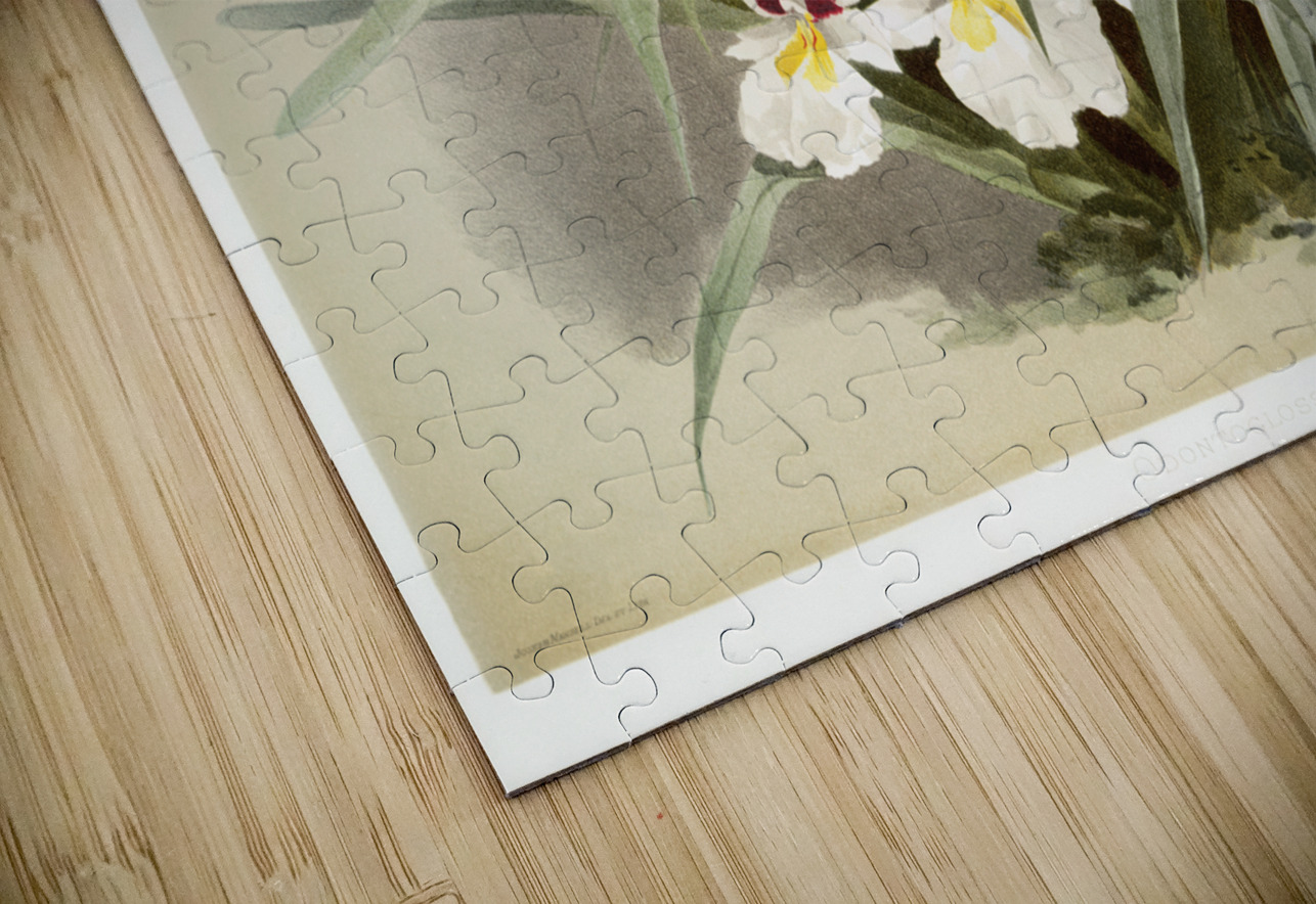 Odontoglossum roezlii from Reichenbachia Orchids 1888-1894 illustrated by Frederick Sander 1847-1920.  IStockHistory com Puzzle