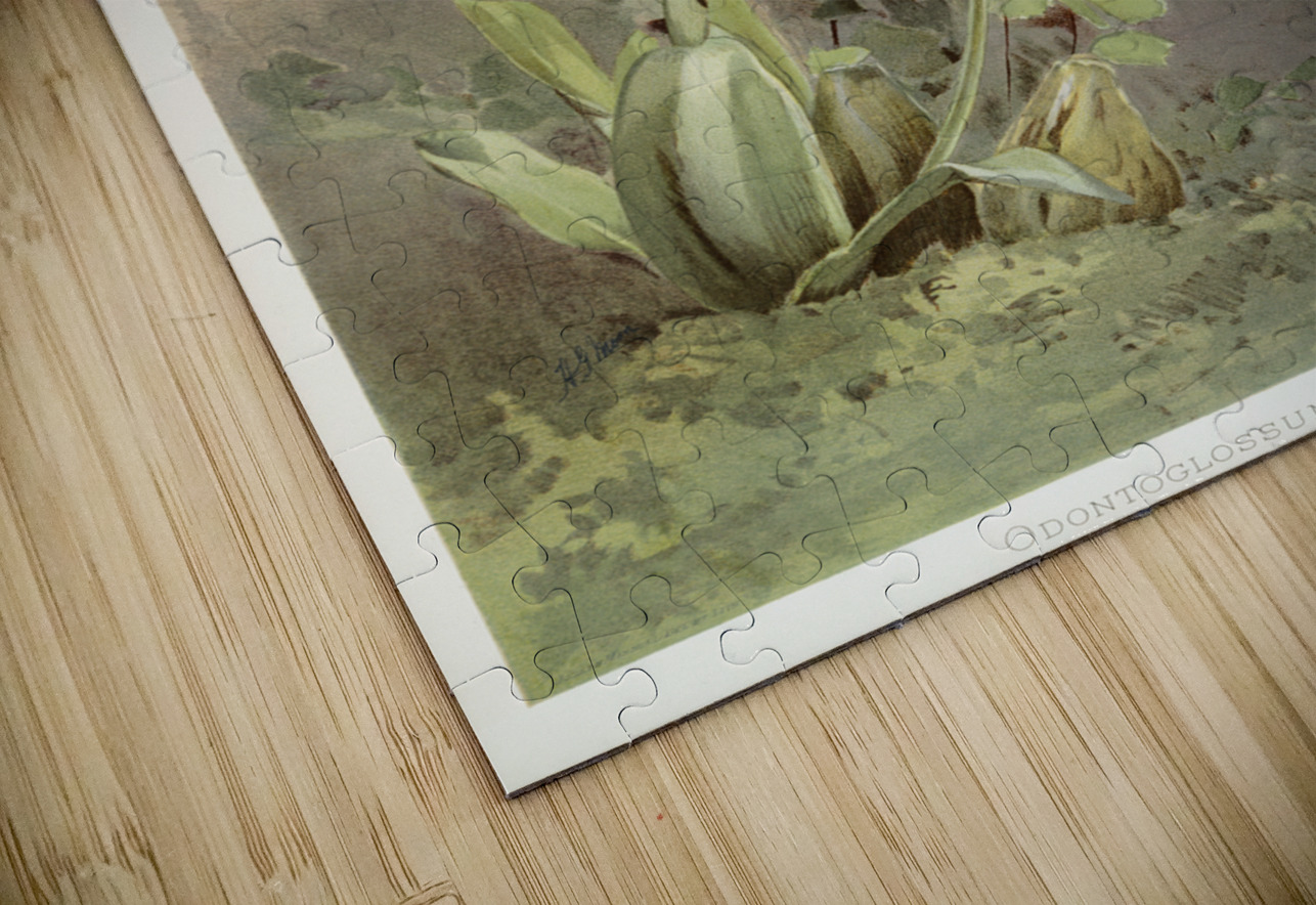 Odontoglossum harryanum from Reichenbachia Orchids 1888-1894 illustrated by Frederick Sander 1847-1920.  IStockHistory com Puzzle